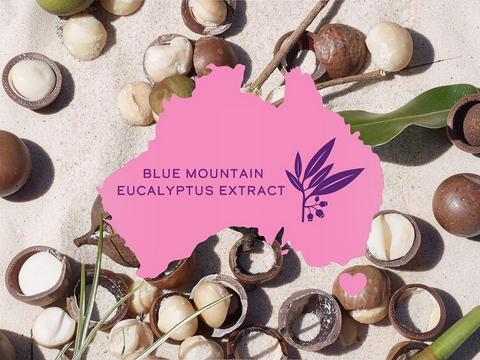 Blue Mountain Eucalyptus Extract logo with eucalyptus leaves and buds on a textured background