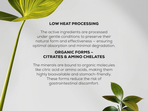 Text about low heat processing and organic forms of active ingredients with a leafy plant on a light background.