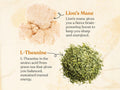 Four Sigmatic Organic Black Tea, L-Theanine & Lion's Mane