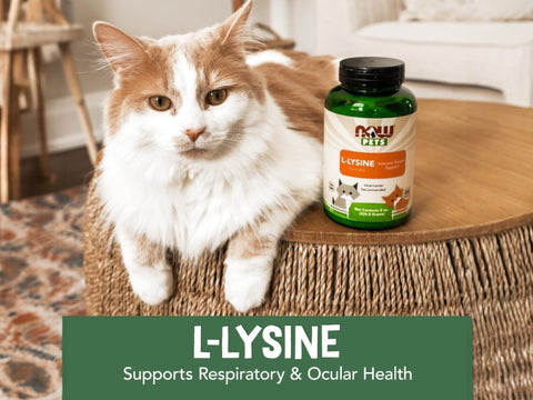 NOW Pets L-Lysine Powder for Cats Pure Amino Acid Supplement powder image