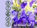 Nature's Answer Alcohol-Free Skullcap Herb Extract - 30ml