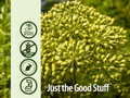 Nature’s Answer Celery Seed Liquid Extract Low Alcohol - 30ml