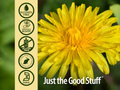 Nature’s Answer Dandelion Root Alcohol-Free Extract - 30ml