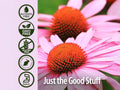 Nature's Answer Echinacea Liquid Extract Alcohol-Free