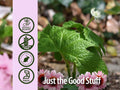 Close-up of a green leafy plant with 'Just the Good Stuff' branding and certification logos on a pink background.