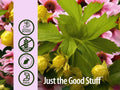 Nature’s Answer Echinacea & Goldenseal Root Herbal Extract – 60ml