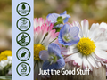 Nature’s Answer Eyebright Herb Alcohol-Free Herbal Extract - 30ml