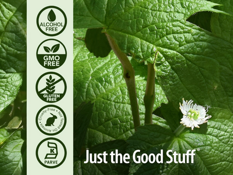 Nature's Answer Goldenseal Root Extract Alcohol-Free - 30ml