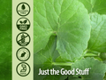 Nature’s Answer Gotu Kola Alcohol-Free Liquid Extract – 30ml