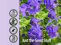 Nature’s Answer Hyssop Herb Herbal Liquid Supplement - 30ml