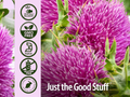 Nature’s Answer Milk Thistle Liquid Extract Low Alcohol - 30ml