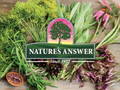 Nature’s Answer Mullein Leaf Herbal Liquid Supplement with Honey