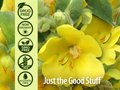 Nature’s Answer Mullein Leaf Herbal Liquid Supplement with Honey 120ml