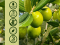 Nature’s Answer Olive Leaf Alcohol-Free Liquid Extract - 60ml