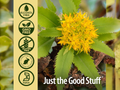 Nature’s Answer Rhodiola Root Alcohol-Free Liquid Extract - 30ml