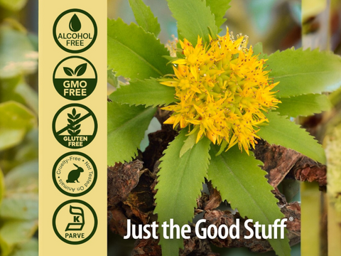 Nature’s Answer Rhodiola Root Alcohol-Free Liquid Extract - 30ml