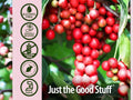 Nature’s Answer Schisandra Berry Alcohol-Free Liquid Extract - 30ml