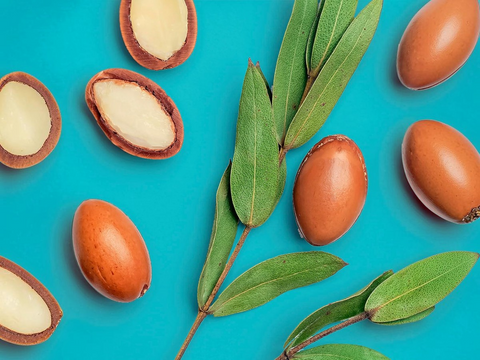 Argan seeds and leaves on a blue background