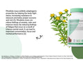 Osavi Rhodiola Rosea 400mg Root Extract - Standardized 3% - 120 Vegan Caps