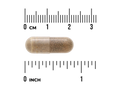 Capsule with a ruler showing its size in centimeters and inches on a white background