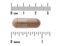 Swanson Full Spectrum Dong Quai 530 mg Capsules – 100 Count capsule size comparison with measurement scale