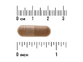 Brown capsule with a ruler for scale on a white background