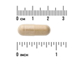 Wooden capsule with a ruler for scale on a white background