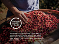 Person sorting coffee cherries with Union Direct Trade logo and text overlay.