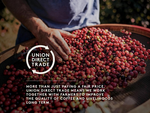 Person sorting coffee cherries with Union Direct Trade logo and text overlay.